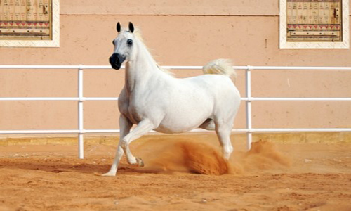 أنساب الخيول